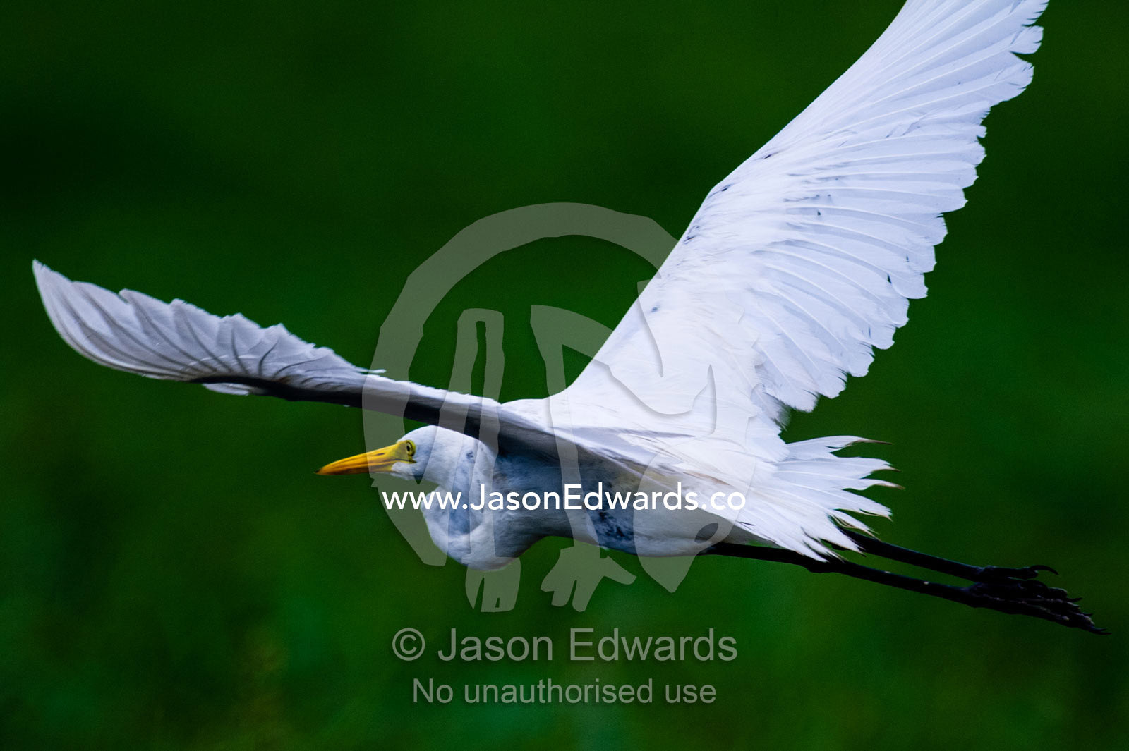 A Great White Egret flying across a floodplain. Chobe River, Chobe National Park, Botswana.