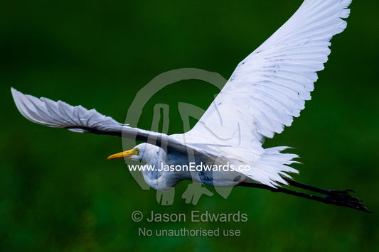 A Great White Egret flying across a floodplain. Chobe River, Chobe National Park, Botswana.