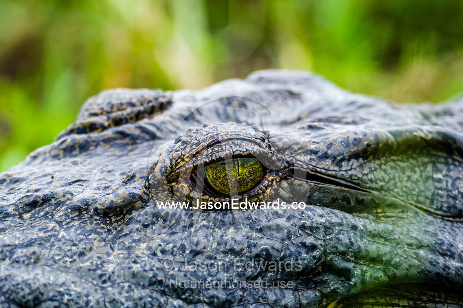The reptilian eye of a Nile Crocodile sun basking on a sand island. Chobe River, Chobe National Park, Botswana.