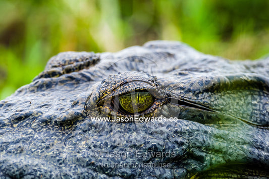 The reptilian eye of a Nile Crocodile sun basking on a sand island. Chobe River, Chobe National Park, Botswana.