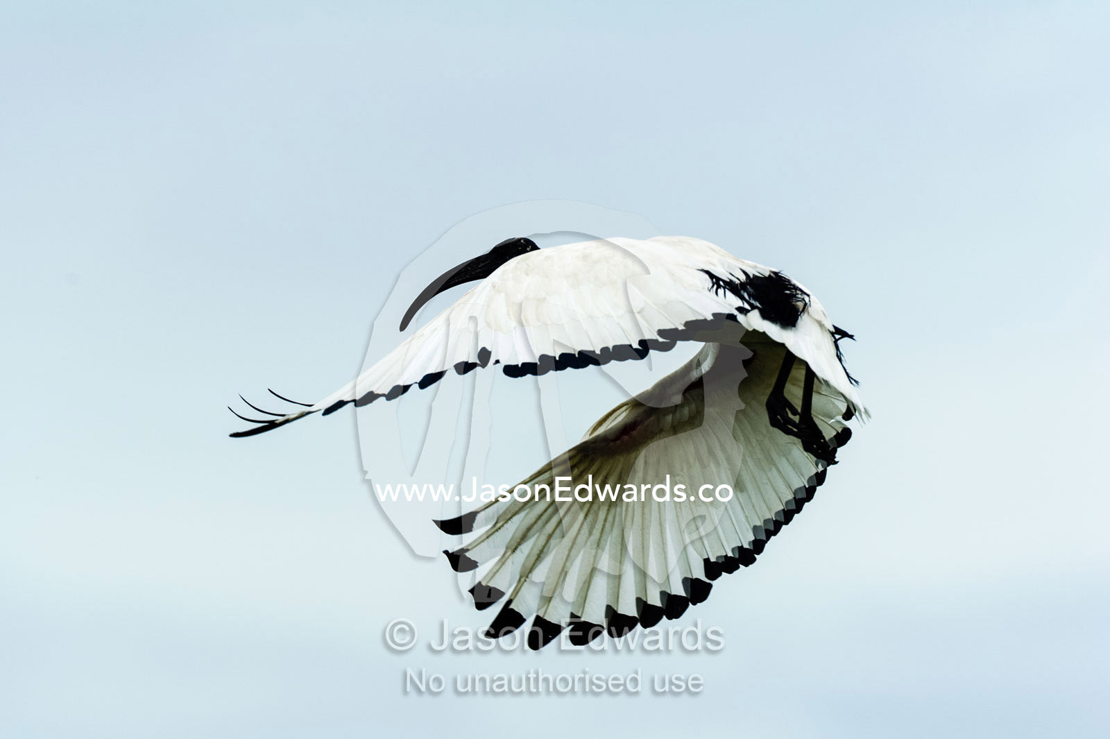 The primary flight feathers of an African Sacred Ibis in flight. Chobe River, Chobe National Park, Botswana.