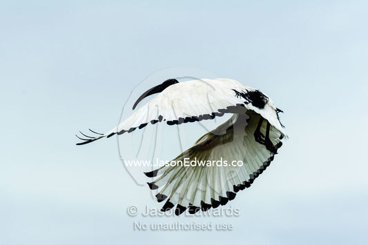 The primary flight feathers of an African Sacred Ibis in flight. Chobe River, Chobe National Park, Botswana.