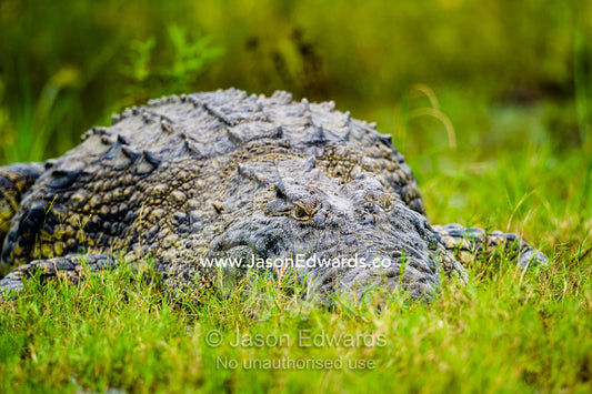 The back scutes of a large Nile Crocodile sun basking on a sand island. Chobe River, Chobe National Park, Botswana.