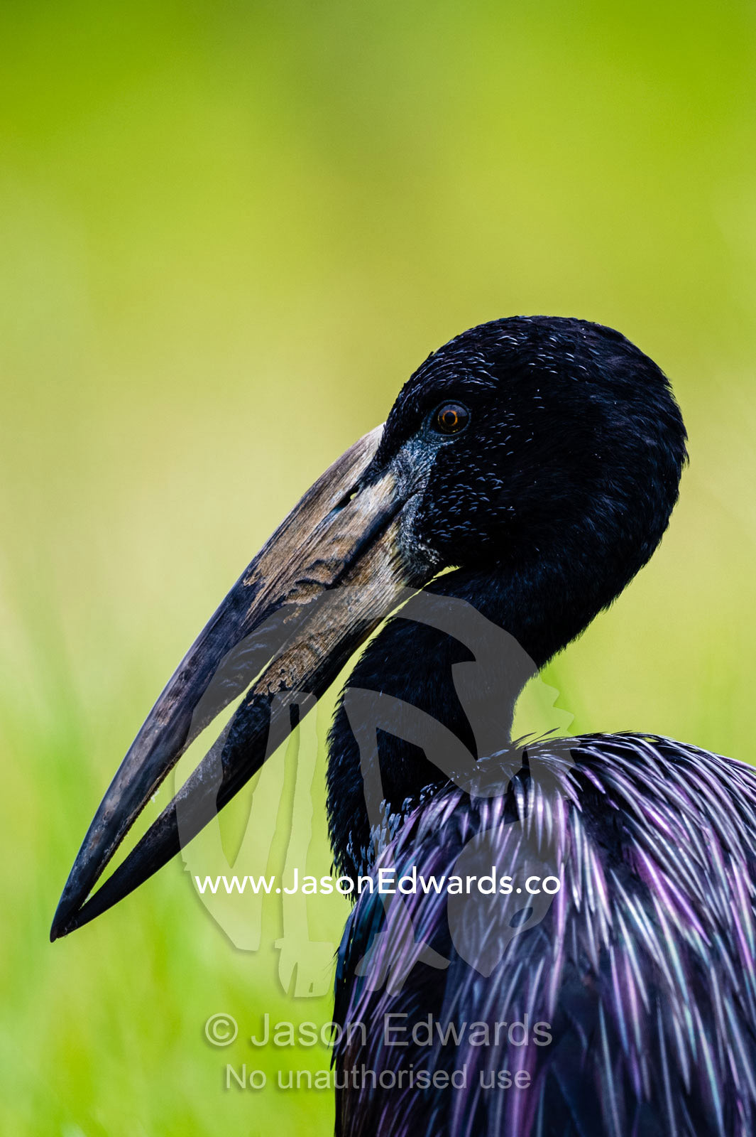 The head and large powerful bill of an African Openbill Stork. Chobe River, Chobe National Park, Botswana.