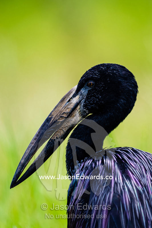 The head and large powerful bill of an African Openbill Stork. Chobe River, Chobe National Park, Botswana.