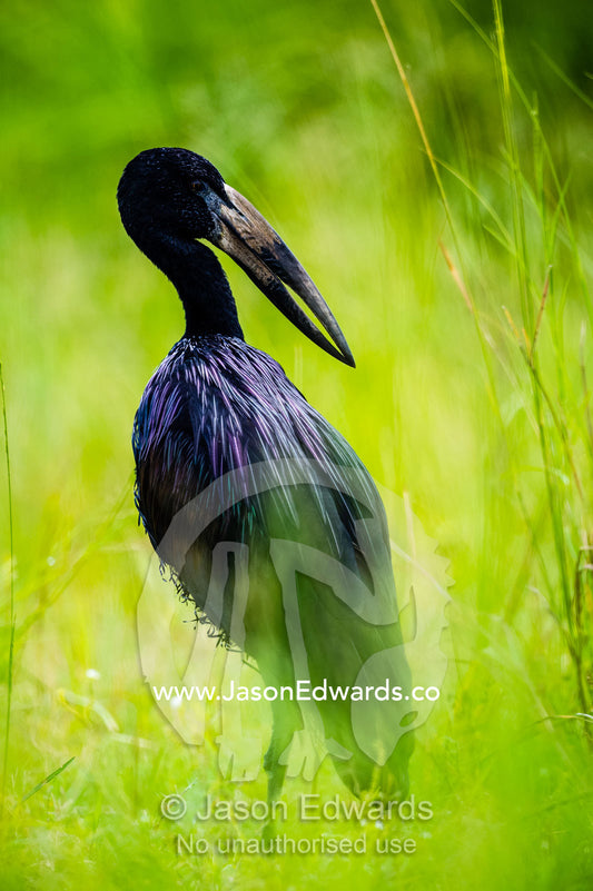 The glossy black feathers of an African Openbill Stork. Chobe River, Chobe National Park, Botswana.