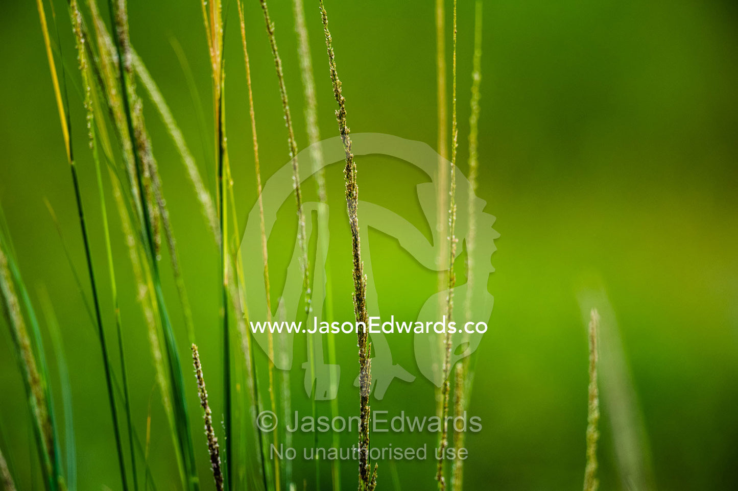 Grass seeds clinging to stalks on a floodplain. Chobe River, Chobe National Park, Botswana.