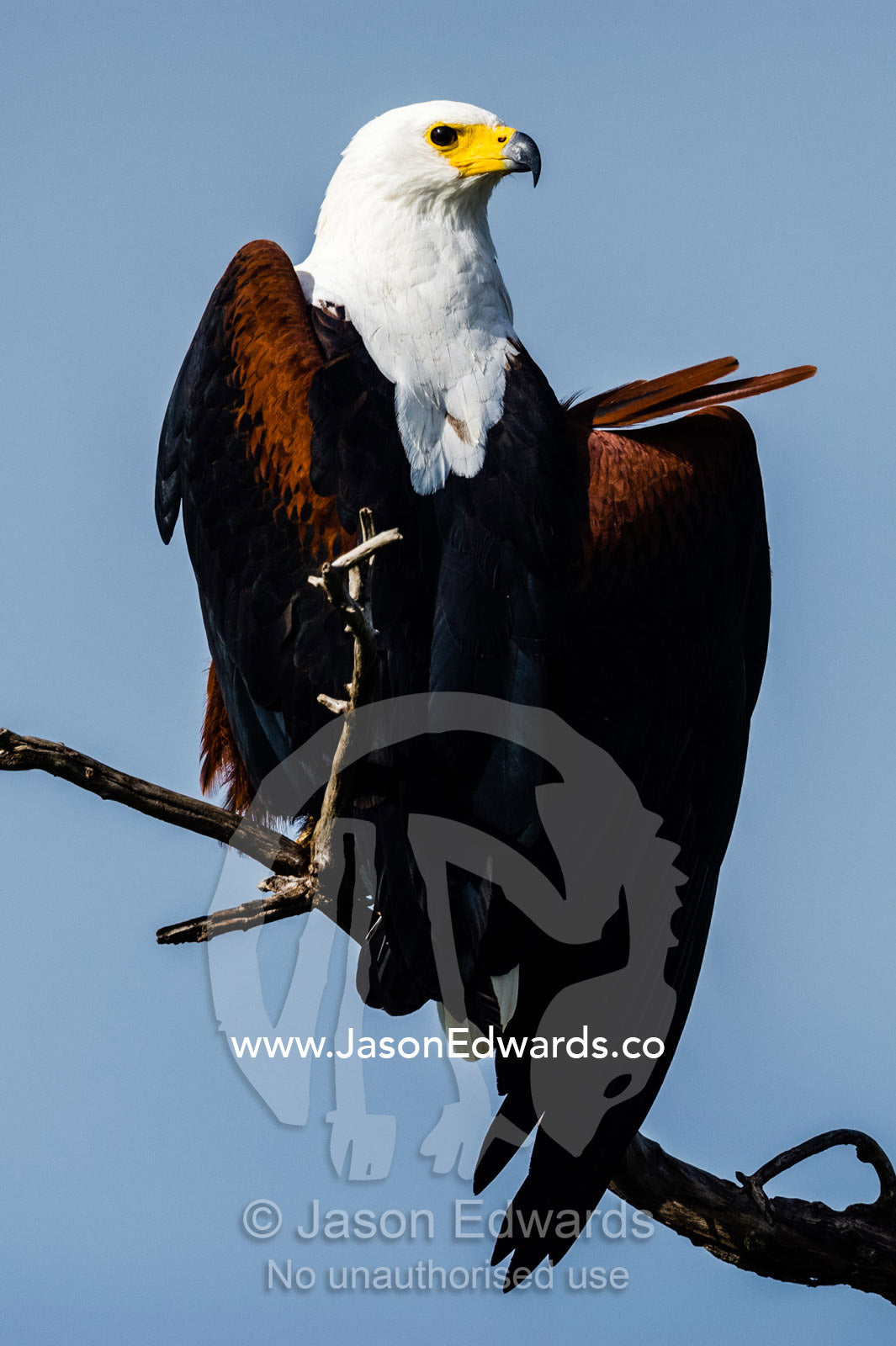 An African Fish Eagle stretching it's wing. Chobe River, Chobe National Park, Botswana.