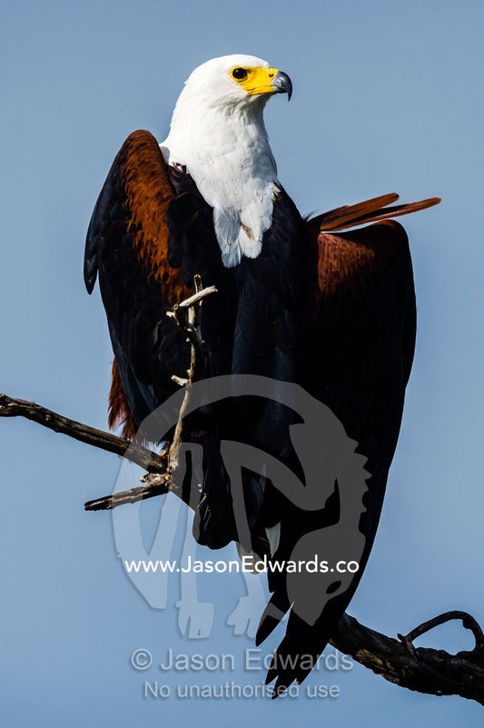 An African Fish Eagle stretching it's wing. Chobe River, Chobe National Park, Botswana.