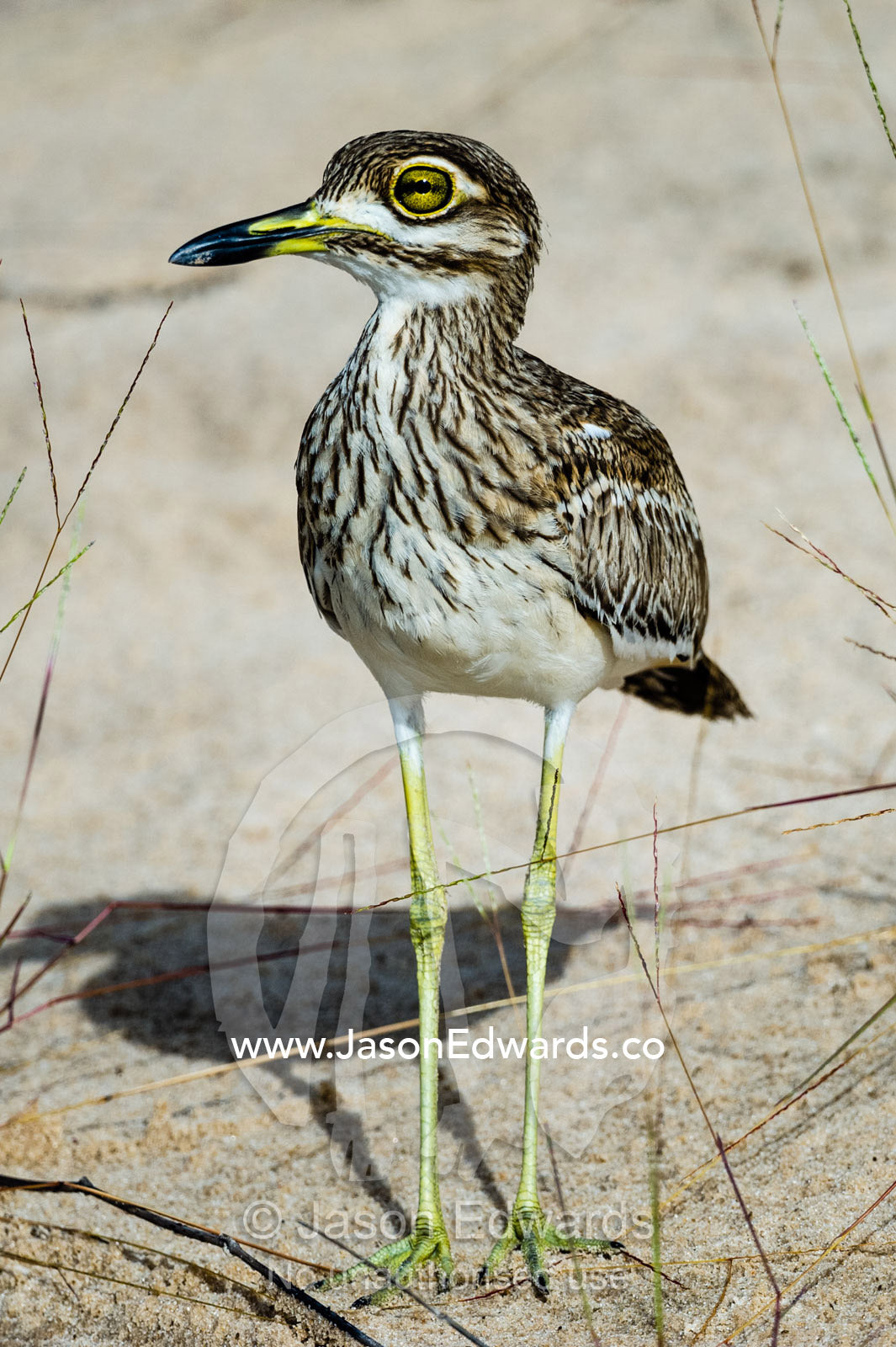 A Water Dikkop standing on the sandy shore of a river. Chobe River, Chobe National Park, Botswana.