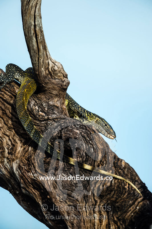 A Nile Monitor sun basking on a tree above a river. Chobe River, Chobe National Park, Botswana.