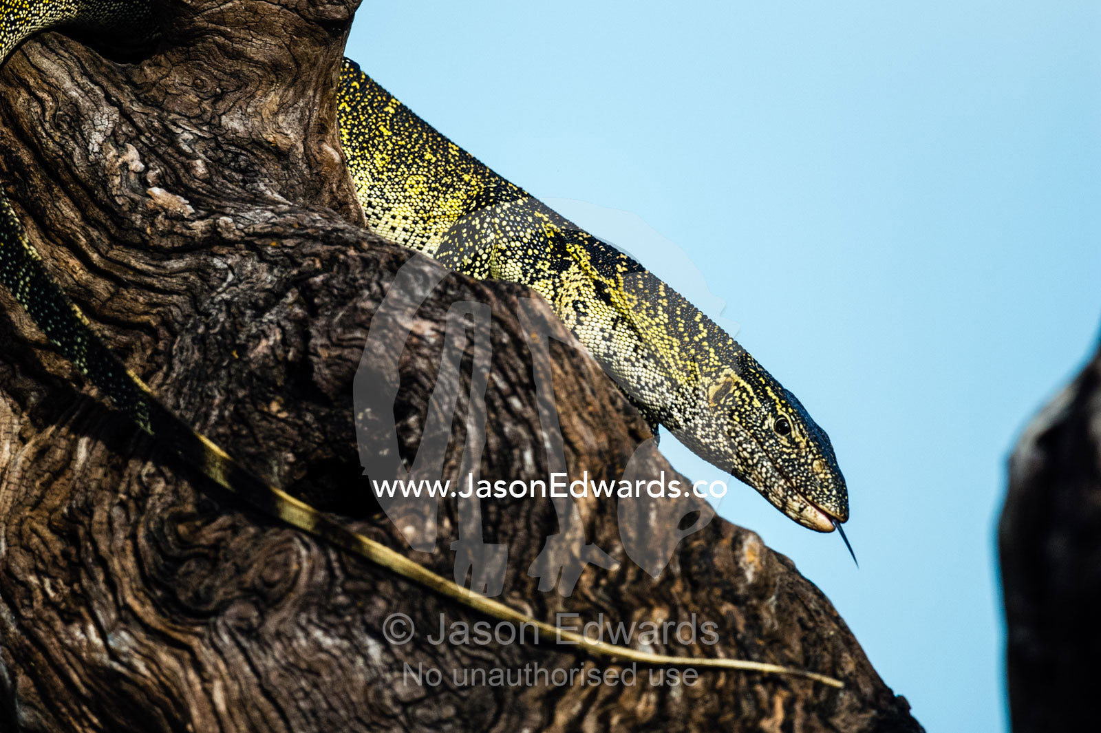 A Nile Monitor sun basking on a tree above a river scents the air with it's tongue. Chobe River, Chobe National Park, Botswana.