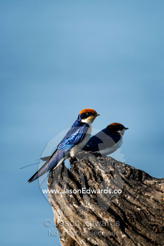 Bright orange head feathers on a Wiretailed Swallow resting on a dead tree abovea river. Chobe River, Chobe National Park, Botswana.