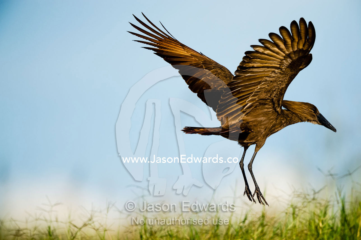 A Hamerkop takes flight above reeds in a wetland. Chobe River, Chobe National Park, Botswana.