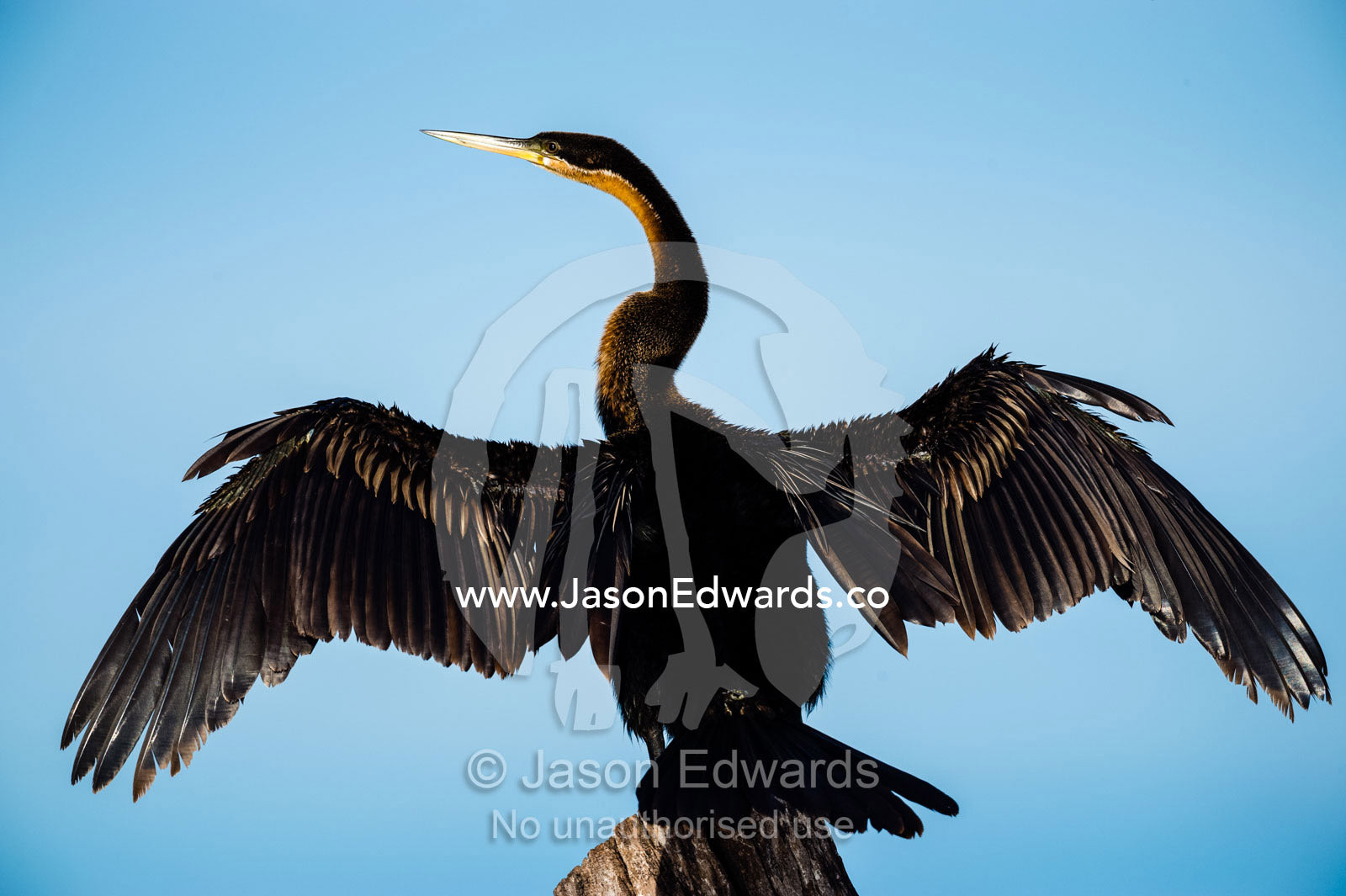 An African Darter drying it's wings beside a river. Chobe River, Chobe National Park, Botswana.