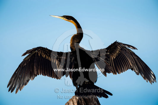 An African Darter drying it's wings beside a river. Chobe River, Chobe National Park, Botswana.