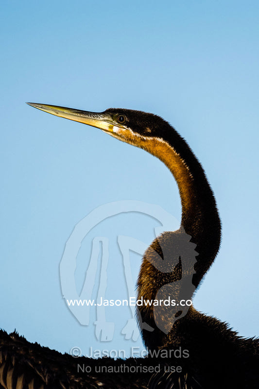 The curved neck and pointed bill of an African Darter. Chobe River, Chobe National Park, Botswana.