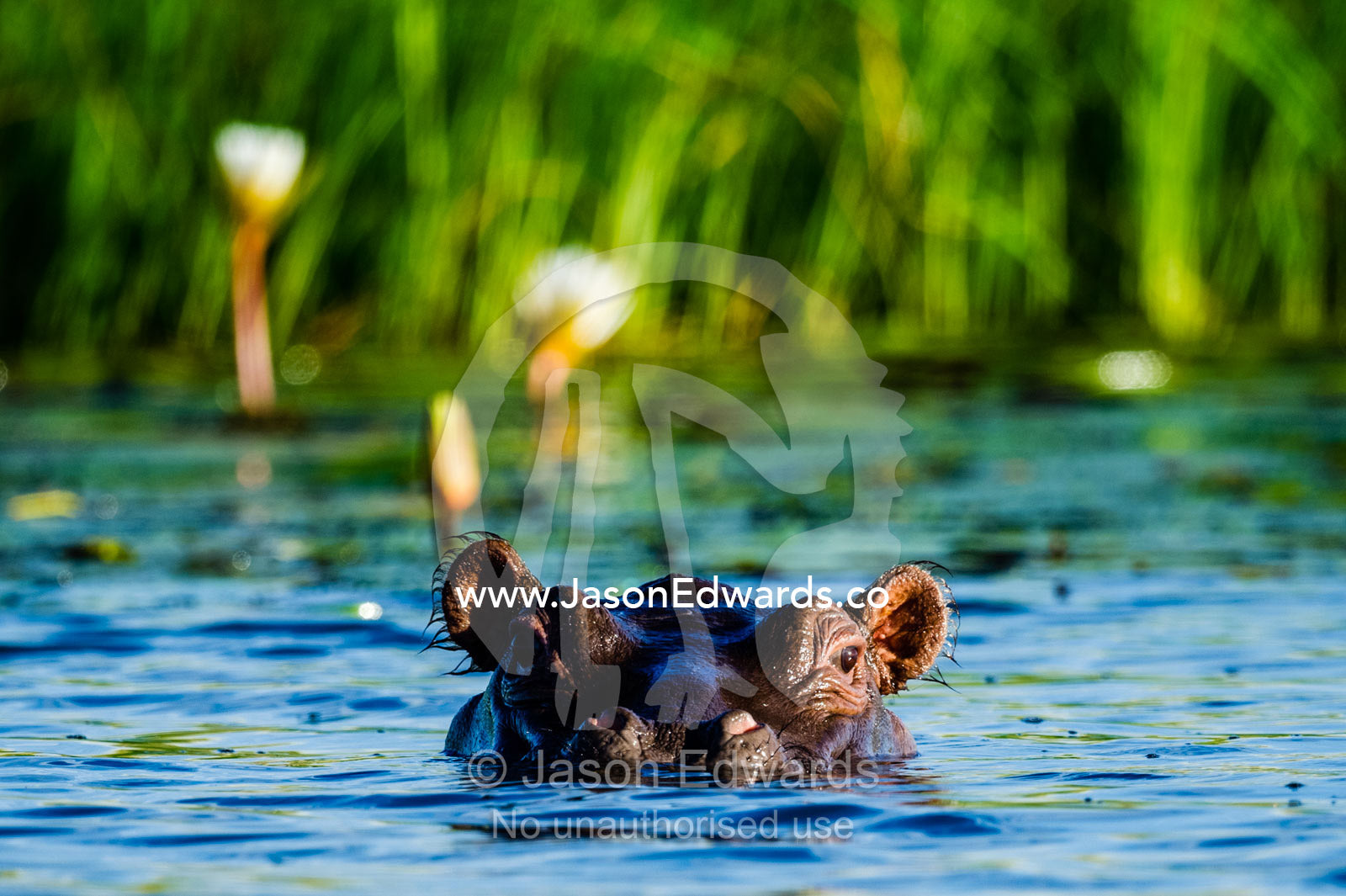 A Nile Hippopotamus surfaces in a river need a reed bed. Chobe River, Chobe National Park, Botswana.