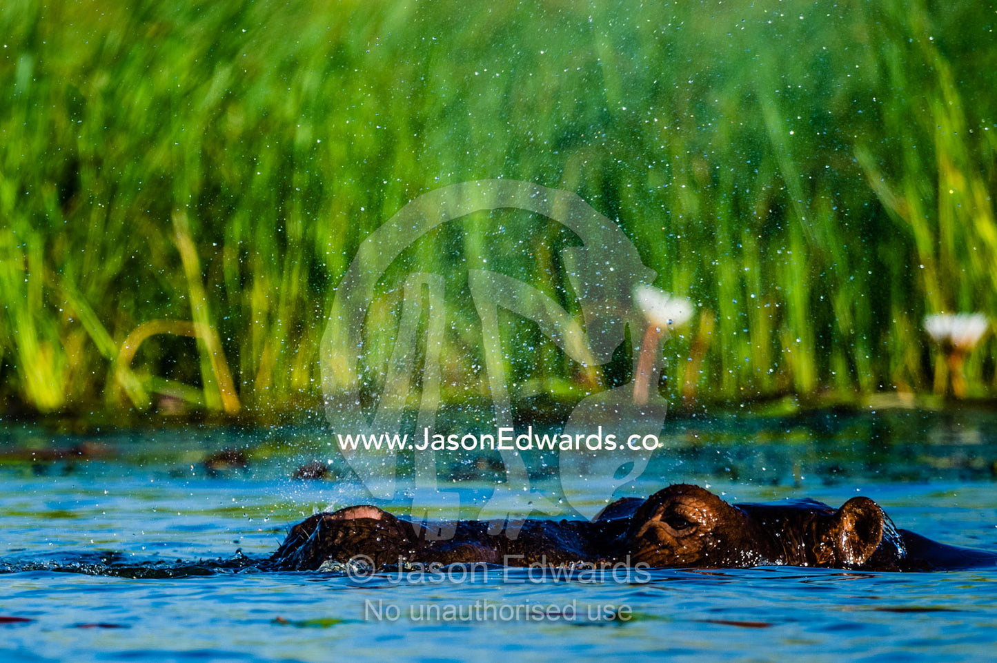 A Nile Hippopotamus surfaces in a river need a reed bed and exhales. Chobe River, Chobe National Park, Botswana.
