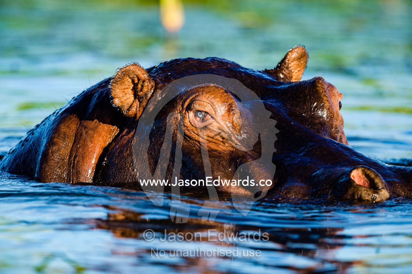 A Nile Hippopotamus with a blind eye. Chobe River, Chobe National Park, Botswana.