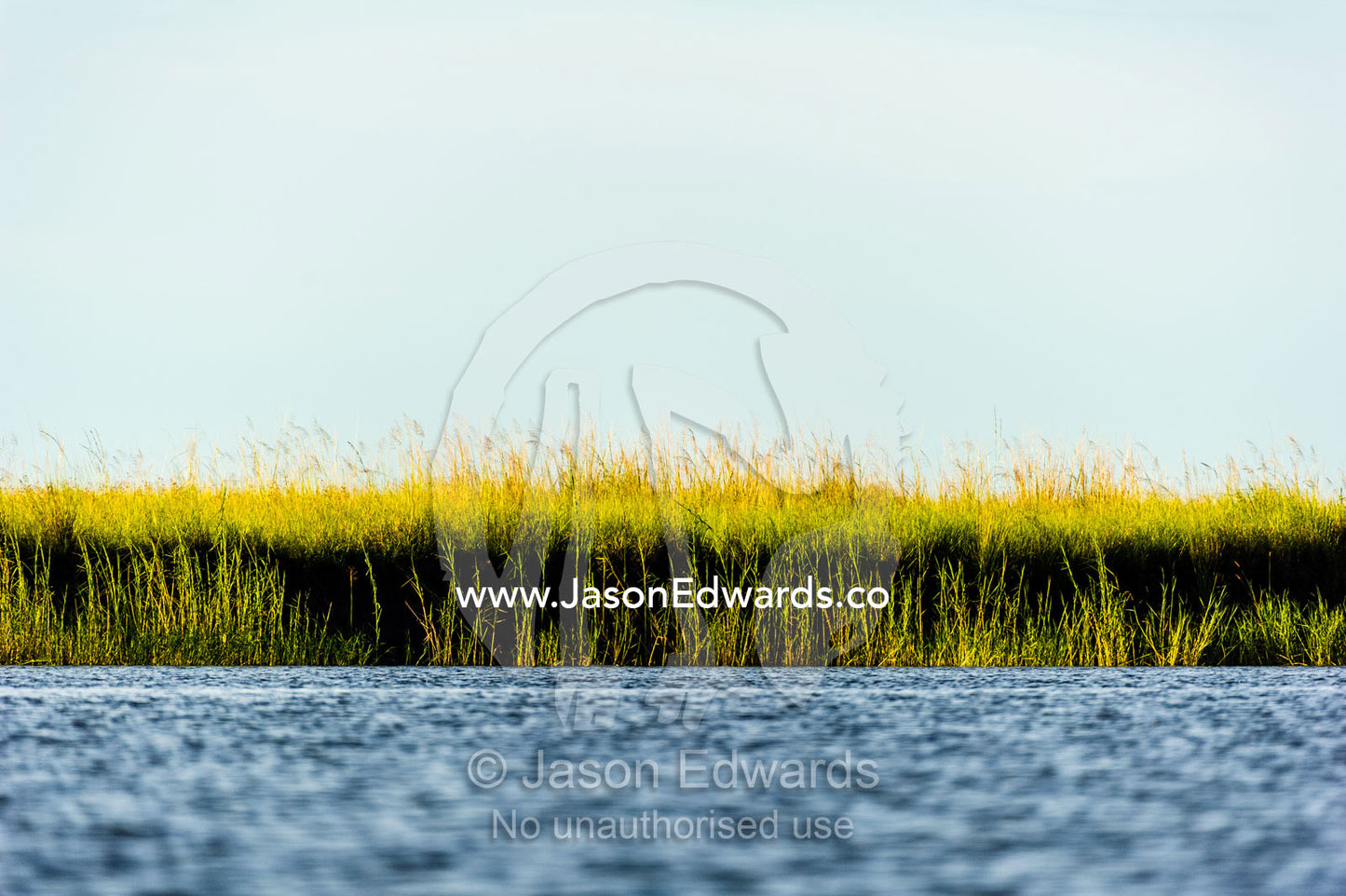 A wall of reeds along a river channel. Chobe River, Chobe National Park, Botswana.