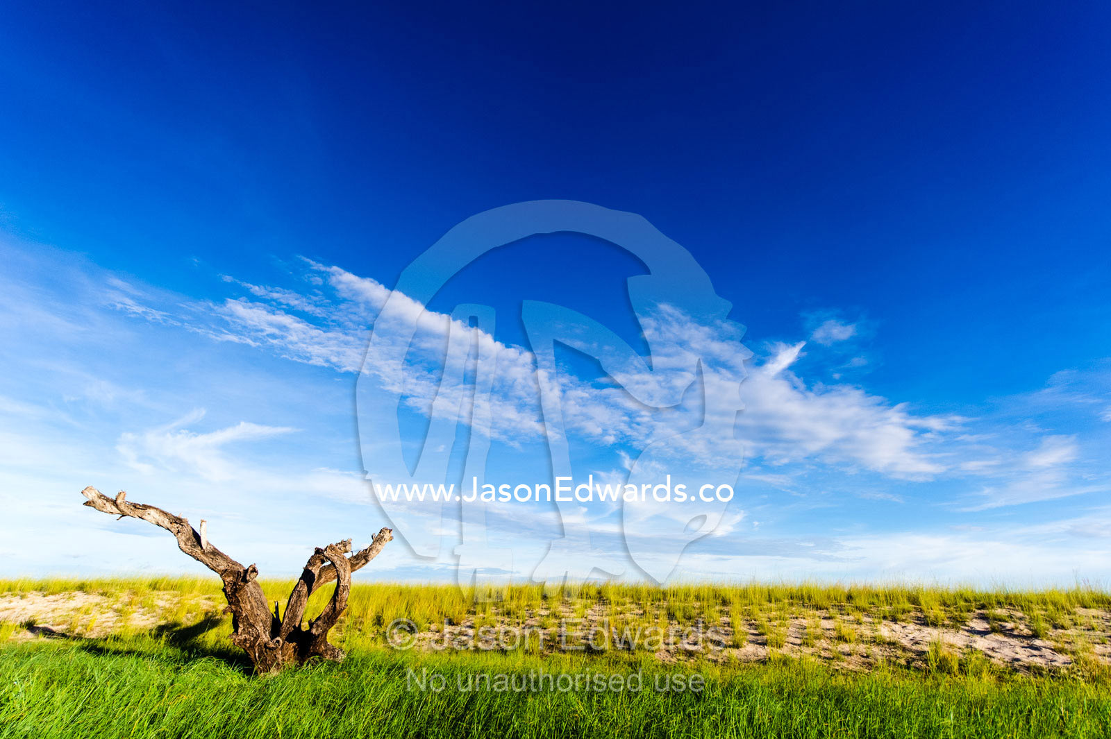 A dead tree stag in the reeds on the shoreline of a sand island. Chobe River, Chobe National Park, Botswana.