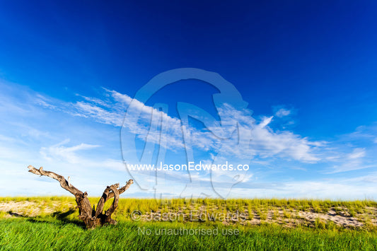 A dead tree stag in the reeds on the shoreline of a sand island. Chobe River, Chobe National Park, Botswana.