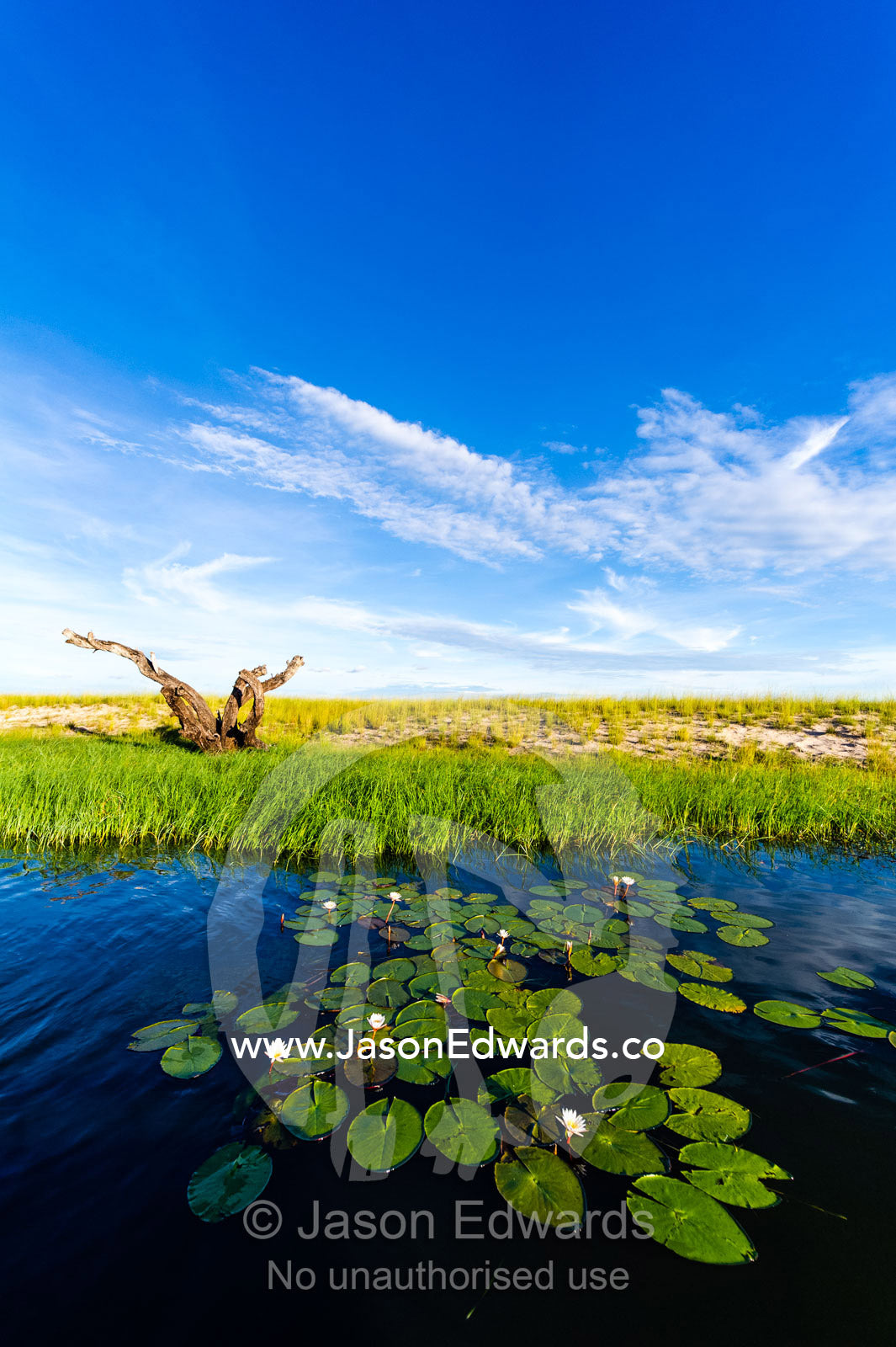 A dead tree stag in the reeds and water lily on the shoreline of a sand island. Chobe River, Chobe National Park, Botswana.