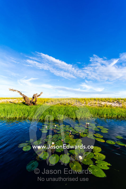 A dead tree stag in the reeds and water lily on the shoreline of a sand island. Chobe River, Chobe National Park, Botswana.