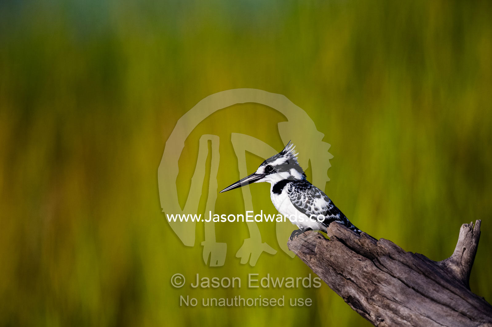 A Pied Kingfisher watching the water for fish from a dead tree. Chobe River, Chobe National Park, Botswana.