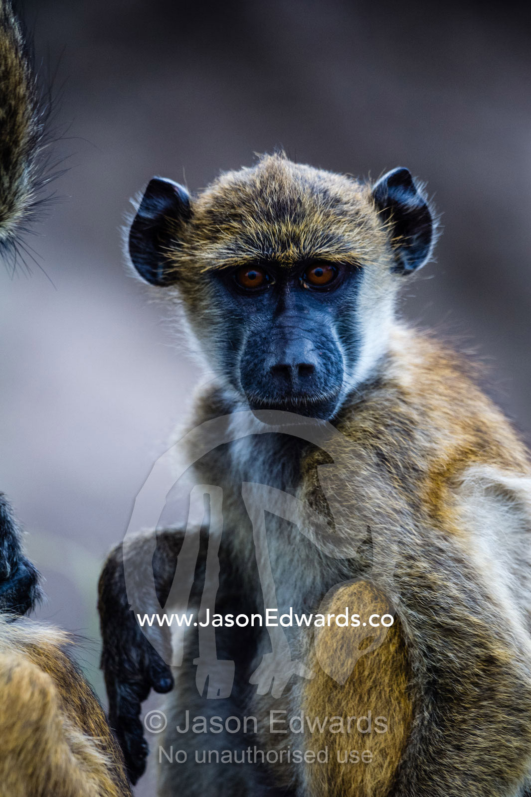 A curious Chacma Baboon infant with big ears. Chobe River, Chobe National Park, Botswana.