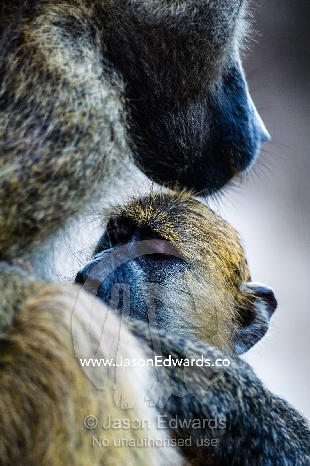 A Chacma Baboon infant suckling milk from it's mother. Chobe River, Chobe National Park, Botswana.