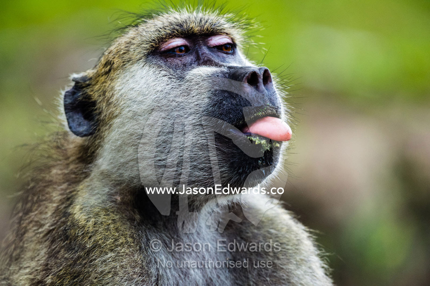 A cheeky Chacma Baboon poking out it's tongue. Chobe River, Chobe National Park, Botswana.