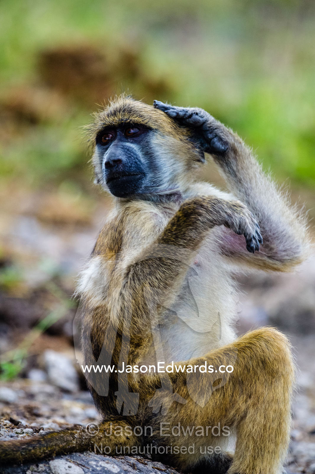 A Chacma Baboon infant combing his hair with his fingers. Chobe River, Chobe National Park, Botswana.