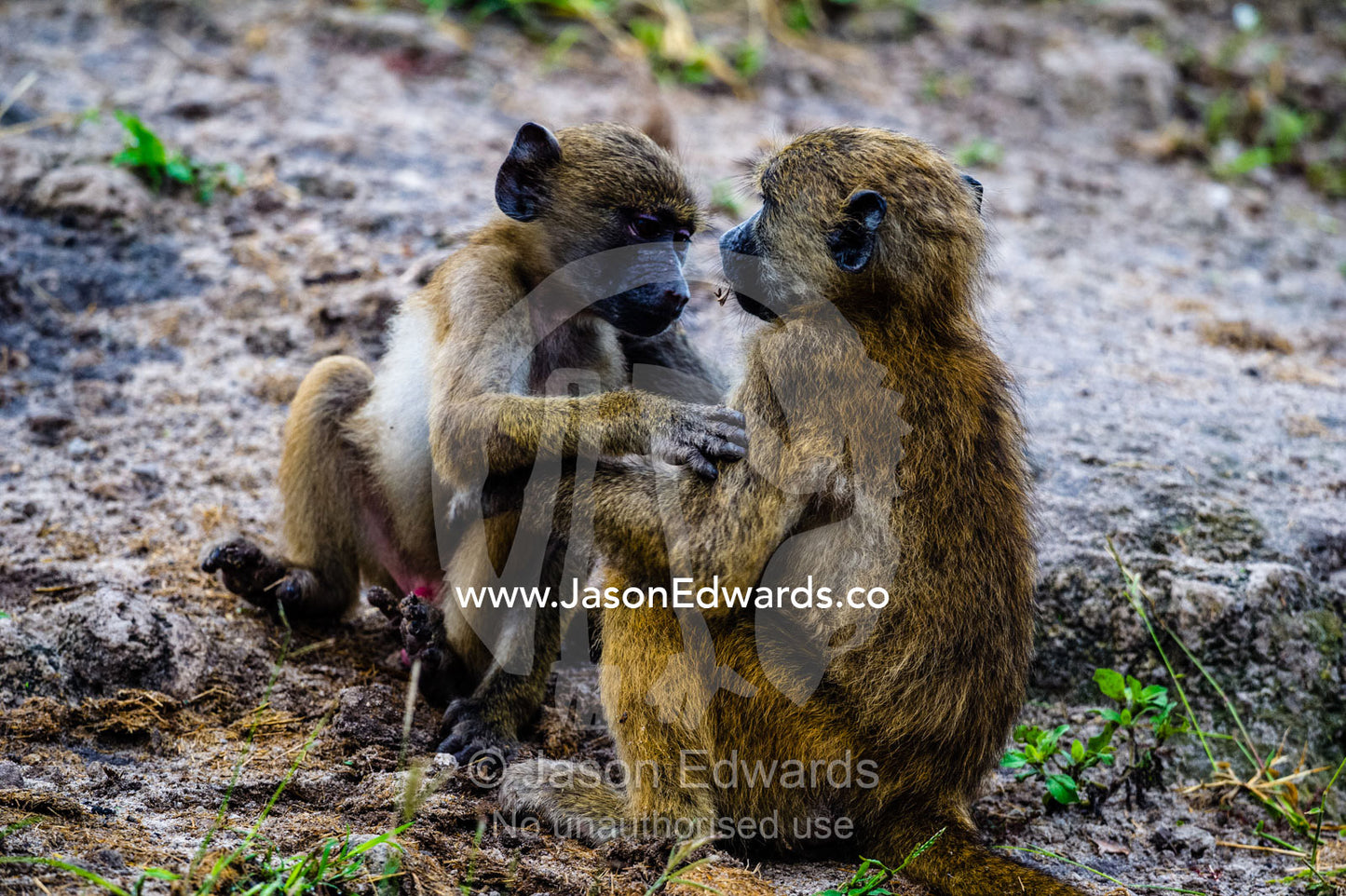 A pair of infant Chacma Baboons wrestling on a river bank. Chobe River, Chobe National Park, Botswana.