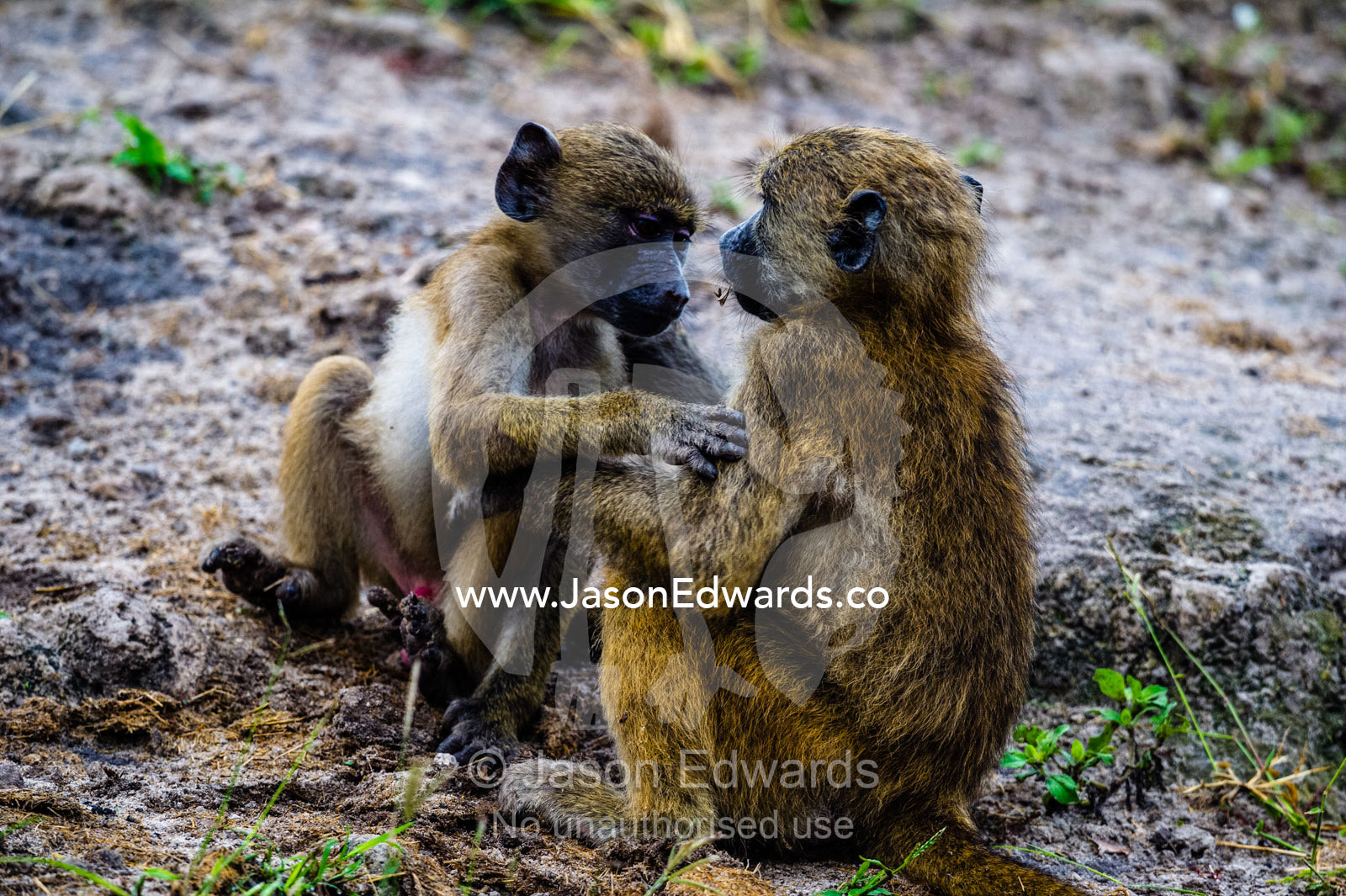 A pair of infant Chacma Baboons wrestling on a river bank. Chobe River, Chobe National Park, Botswana.