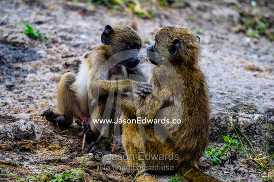 A pair of infant Chacma Baboons wrestling on a river bank. Chobe River, Chobe National Park, Botswana.