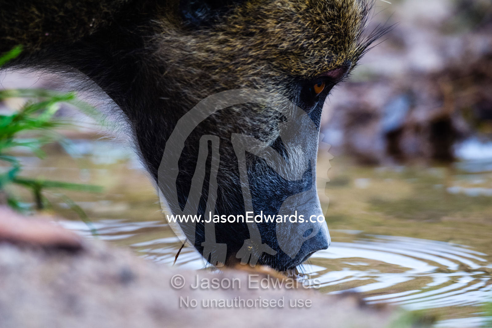 A cautious Chacma Baboon watches his surroundings whilst drinking from a river. Chobe River, Chobe National Park, Botswana.