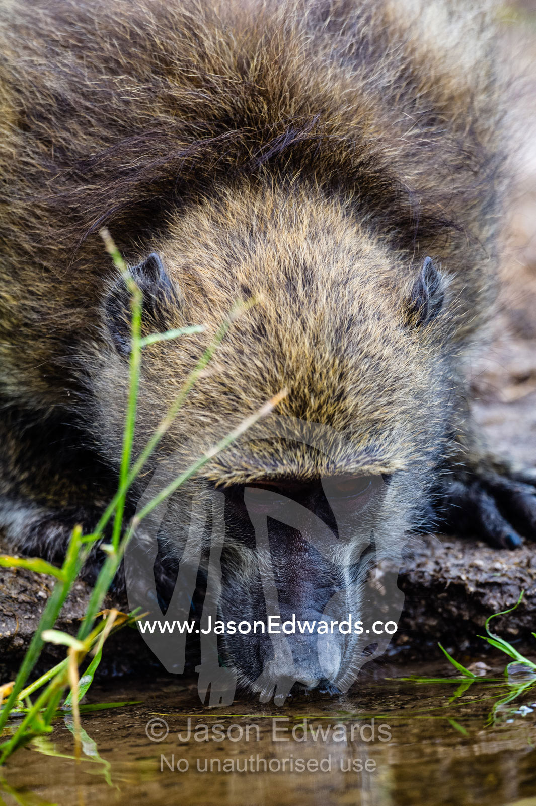 A cautious Chacma Baboon watches his surroundings whilst drinking from a river. Chobe River, Chobe National Park, Botswana.
