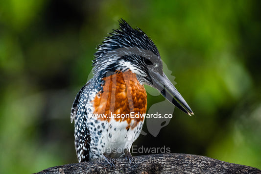 A Giant Kingfisher searching for fish in a river beneath a tree. Chobe River, Chobe National Park, Botswana.