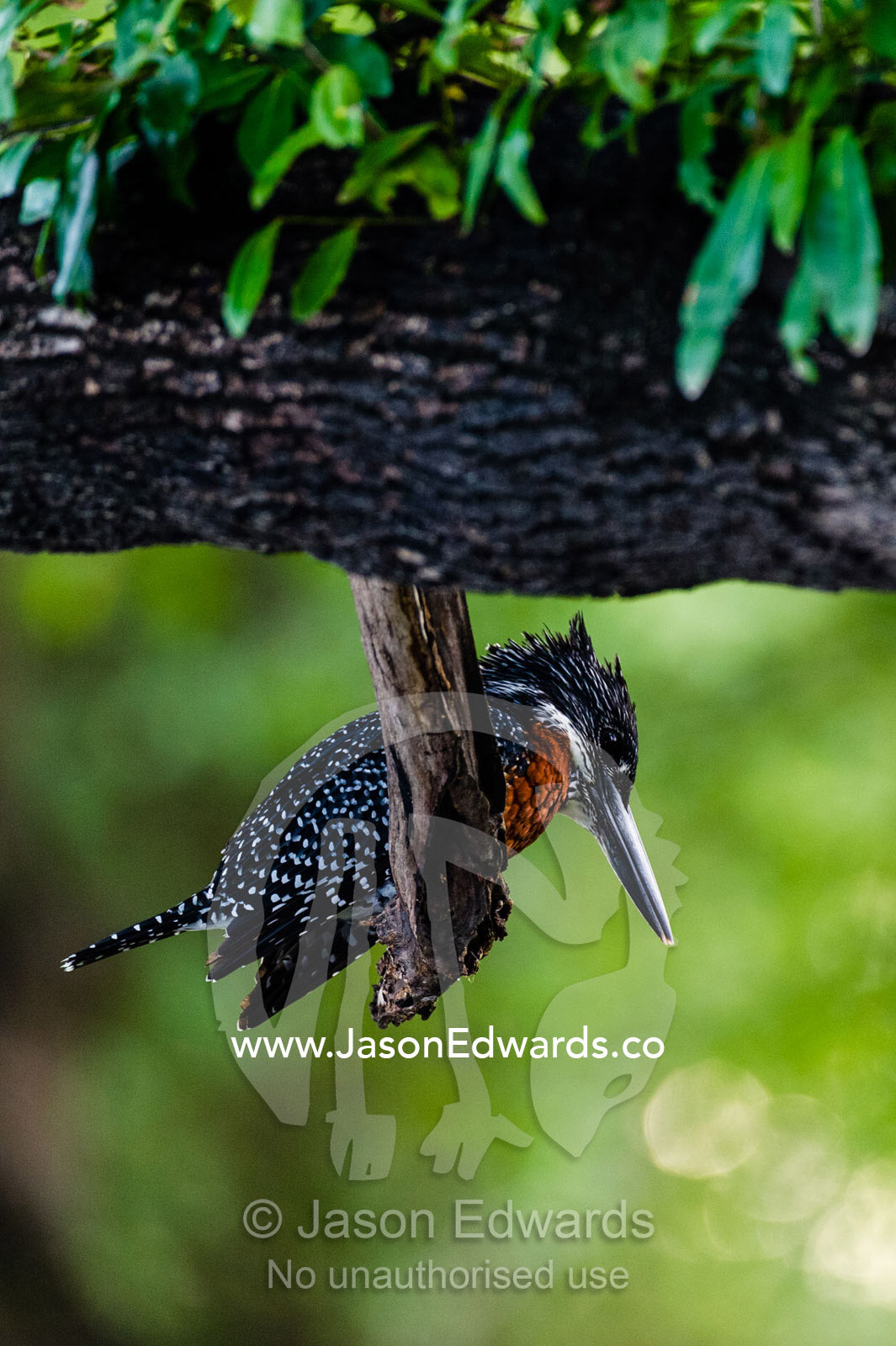 A Giant Kingfisher searching for fish in a river beneath a tree. Chobe River, Chobe National Park, Botswana.