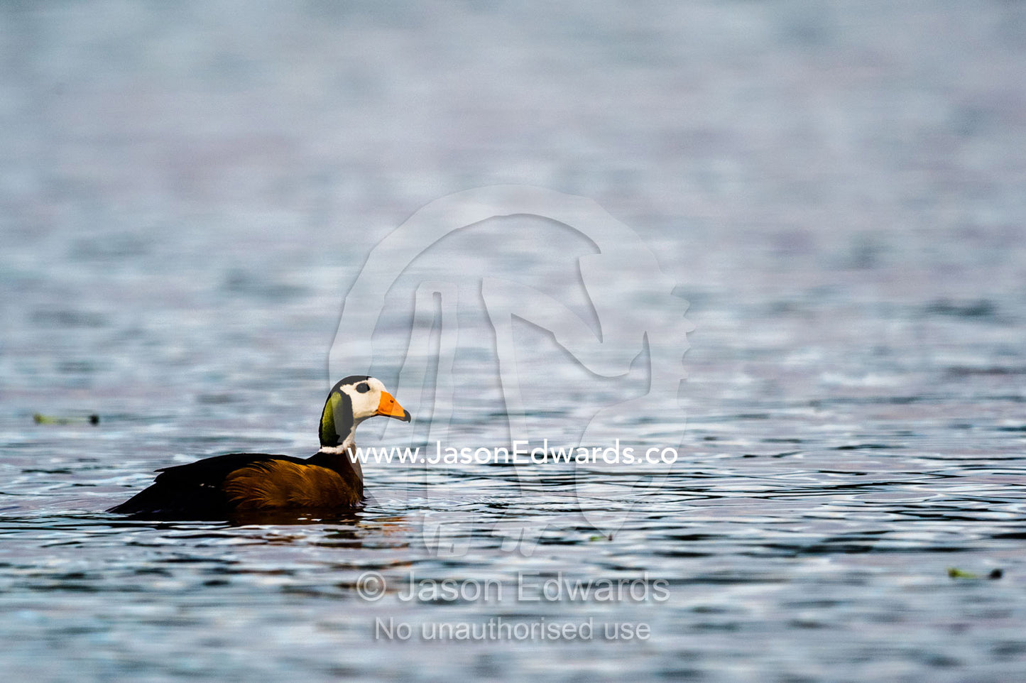 A colorful African Pygmy Goose on a river at dawn. Chobe River, Chobe National Park, Botswana.
