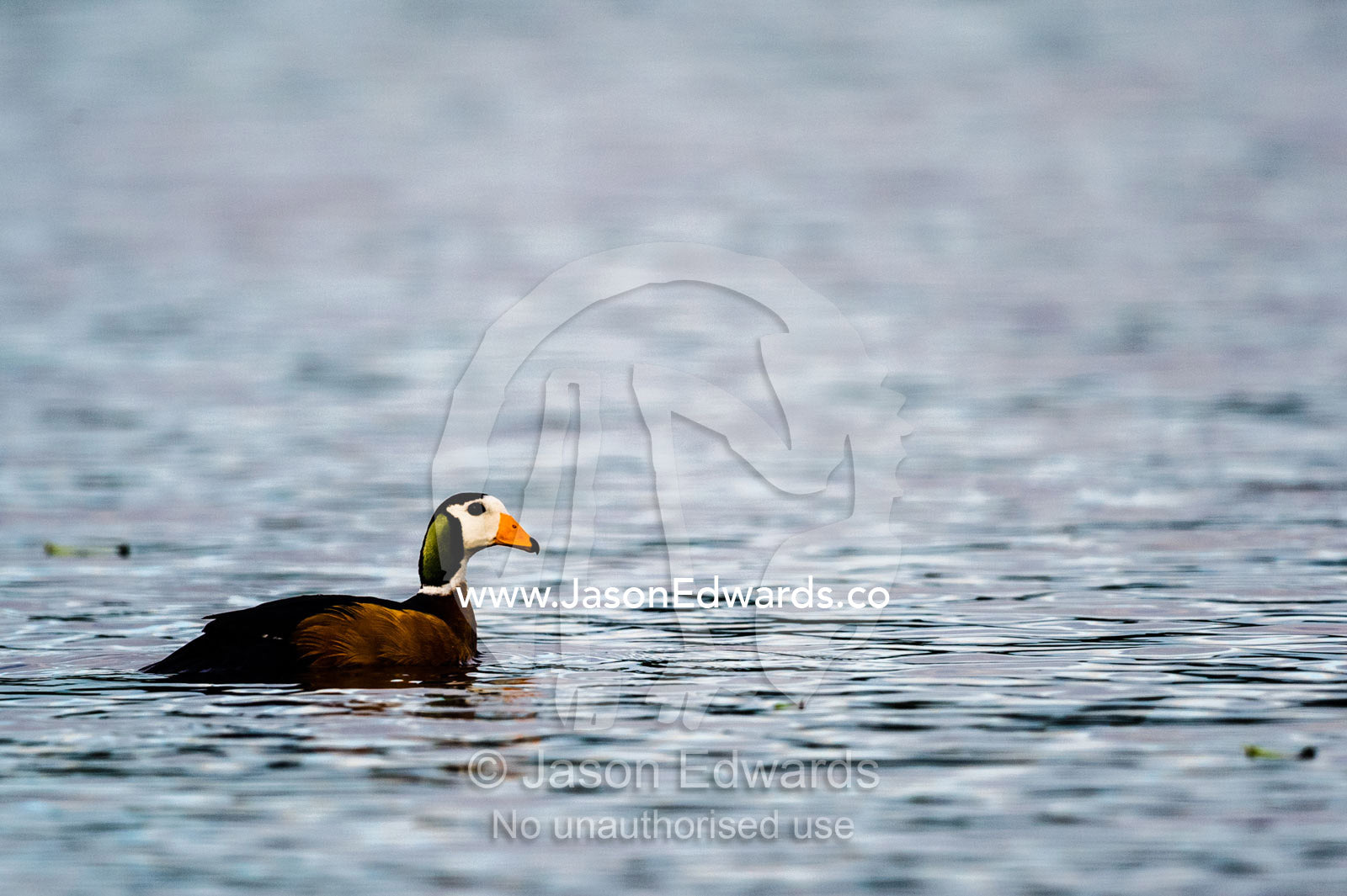 A colorful African Pygmy Goose on a river at dawn. Chobe River, Chobe National Park, Botswana.