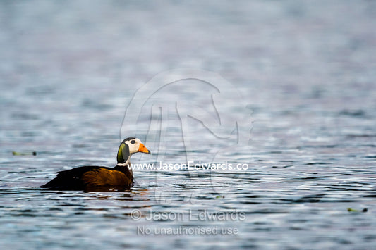 A colorful African Pygmy Goose on a river at dawn. Chobe River, Chobe National Park, Botswana.