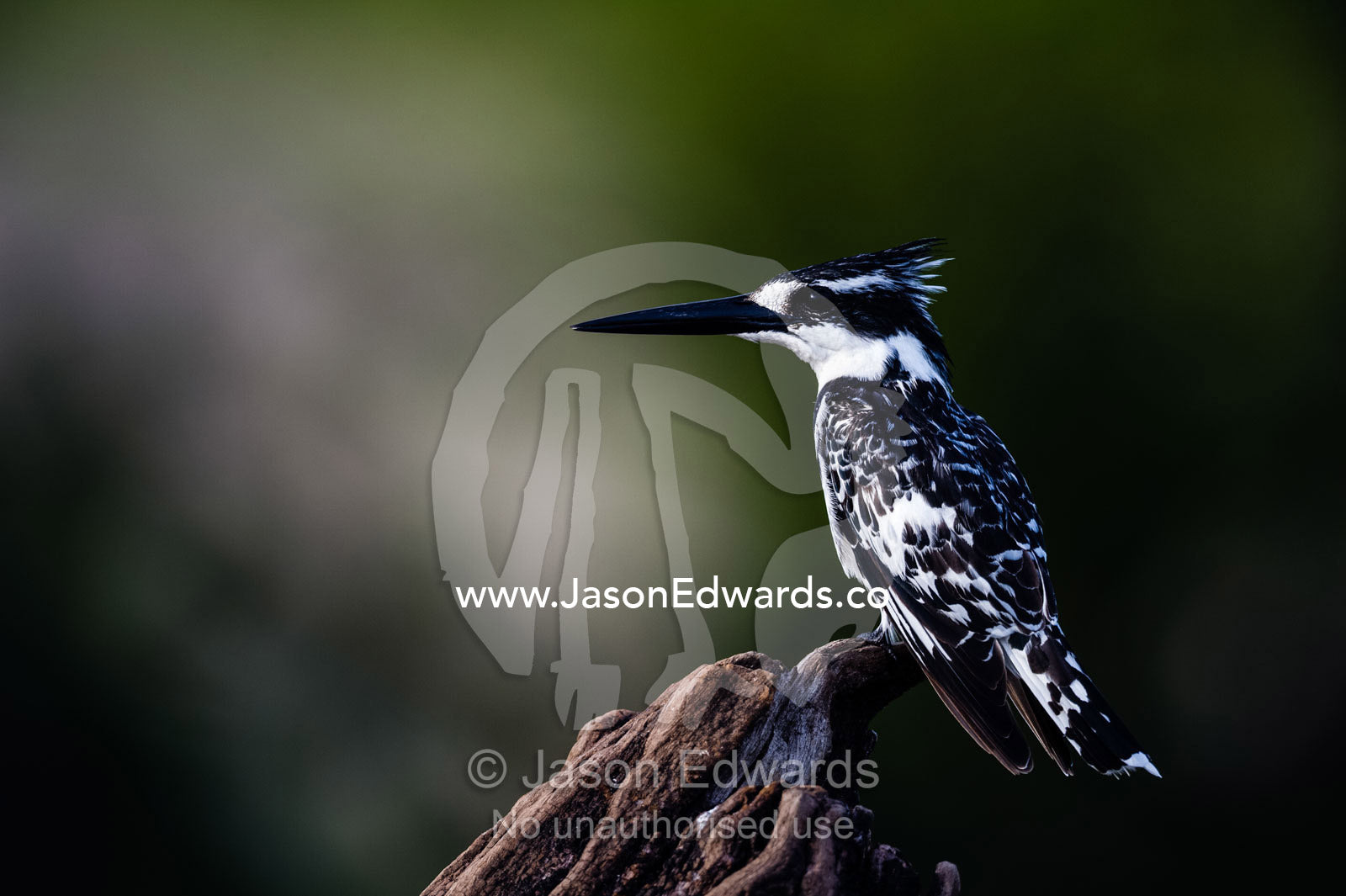 A Pied Kingfisher watching the water for fish from a dead tree. Chobe River, Chobe National Park, Botswana.