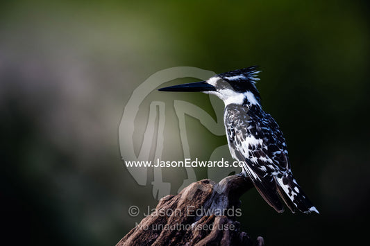 A Pied Kingfisher watching the water for fish from a dead tree. Chobe River, Chobe National Park, Botswana.