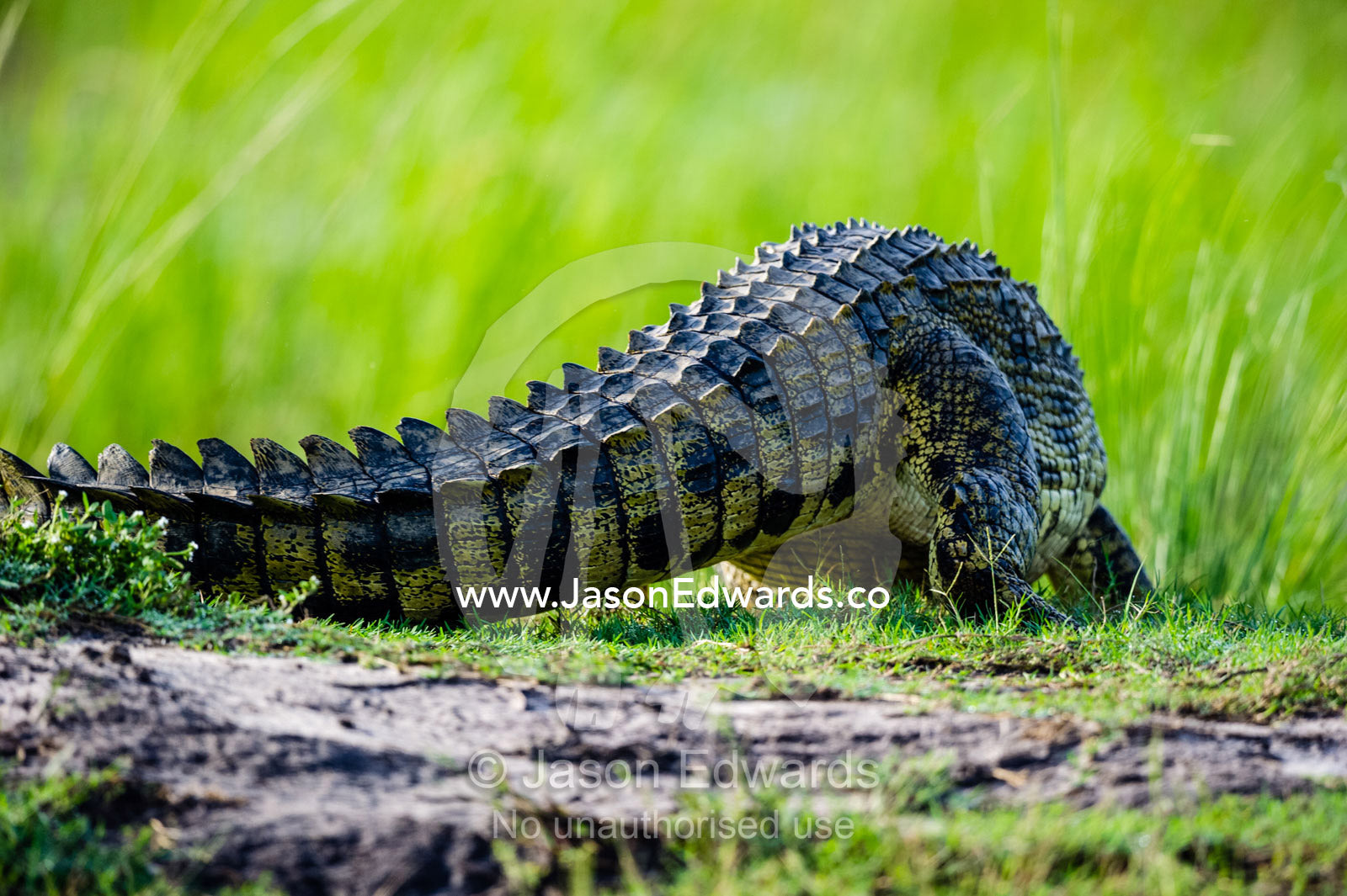 The powerful tail of a Nile Crocodile walking across a sand island in a river. Chobe River, Chobe National Park, Botswana.