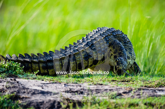 The powerful tail of a Nile Crocodile walking across a sand island in a river. Chobe River, Chobe National Park, Botswana.