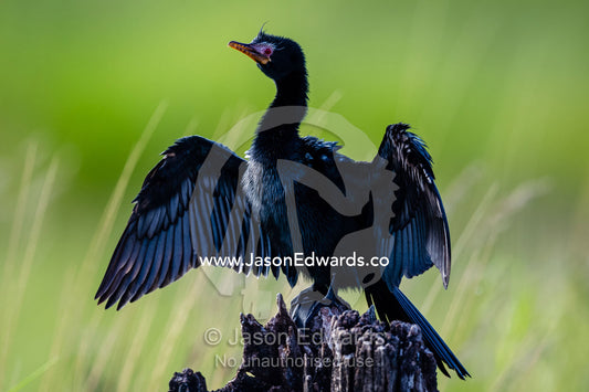 A Reed Cormorant in breeding plumage drying it's wings. Chobe River, Chobe National Park, Botswana.
