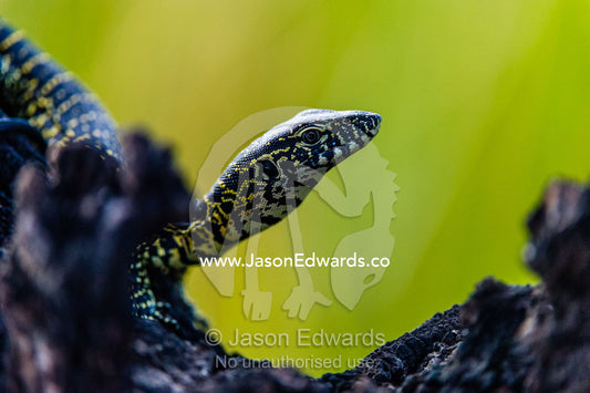A Nile Monitor searching for Prey on a dead tree. Chobe River, Chobe National Park, Botswana.